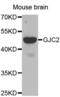 Gap Junction Protein Gamma 2 antibody, abx002118, Abbexa, Western Blot image 