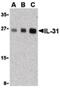 Interleukin 31 antibody, GTX85642, GeneTex, Western Blot image 