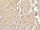 Chromogranin A antibody, V3140IHC-7ML, NSJ Bioreagents, Immunohistochemistry paraffin image 