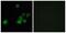 Olfactory Receptor Family 4 Subfamily C Member 15 antibody, PA5-38233, Invitrogen Antibodies, Immunofluorescence image 