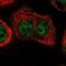 Protein MEMO1 antibody, PA5-60043, Invitrogen Antibodies, Immunofluorescence image 