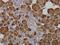 Amylase Alpha 1C (Salivary) antibody, H00000276-M04, Novus Biologicals, Immunohistochemistry paraffin image 