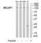 BCL2 Associated Transcription Factor 1 antibody, TA314966, Origene, Western Blot image 