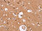 High Density Lipoprotein Binding Protein antibody, CSB-PA211136, Cusabio, Immunohistochemistry frozen image 