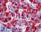 Islet Amyloid Polypeptide antibody, LS-B2785, Lifespan Biosciences, Immunohistochemistry frozen image 