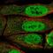 Paired Box 5 antibody, NBP2-57885, Novus Biologicals, Immunofluorescence image 