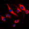 TNF Alpha Induced Protein 8 antibody, LS-C353372, Lifespan Biosciences, Immunofluorescence image 