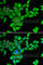 Fragile X Mental Retardation 1 antibody, A5645, ABclonal Technology, Immunofluorescence image 