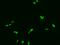 FKBP Prolyl Isomerase 5 antibody, GTX02199, GeneTex, Immunofluorescence image 