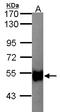 Glycerol Kinase 2 antibody, LS-C185546, Lifespan Biosciences, Western Blot image 