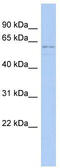 REST corepressor 3 antibody, TA334758, Origene, Western Blot image 