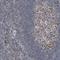 Complement C1q Binding Protein antibody, NBP1-89790, Novus Biologicals, Immunohistochemistry frozen image 