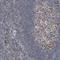 p33 antibody, NBP1-89790, Novus Biologicals, Immunohistochemistry frozen image 