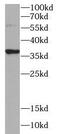 Syntaxin 7 antibody, FNab08455, FineTest, Western Blot image 