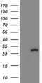 Copper Metabolism Domain Containing 1 antibody, MA5-26013, Invitrogen Antibodies, Western Blot image 