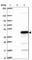 HtrA Serine Peptidase 2 antibody, HPA027366, Atlas Antibodies, Western Blot image 