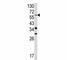 Yes Associated Protein 1 antibody, F49693-0.4ML, NSJ Bioreagents, Flow Cytometry image 