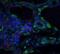 ORAI Calcium Release-Activated Calcium Modulator 3 antibody, PM-4911, ProSci, Immunofluorescence image 