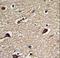 6-Phosphogluconolactonase antibody, LS-C163551, Lifespan Biosciences, Immunohistochemistry paraffin image 