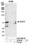 Kelch Like Family Member 4 antibody, A305-768A-M, Bethyl Labs, Immunoprecipitation image 