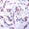 Myocyte Enhancer Factor 2A antibody, orb14453, Biorbyt, Immunohistochemistry paraffin image 