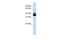 POU Class 4 Homeobox 2 antibody, PA5-41481, Invitrogen Antibodies, Western Blot image 