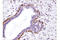 Integrin Subunit Beta 1 antibody, 34971T, Cell Signaling Technology, Immunohistochemistry paraffin image 