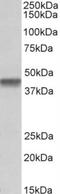 Pentatricopeptide Repeat Domain 2 antibody, NBP2-26175, Novus Biologicals, Western Blot image 