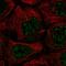 Probable UDP-sugar transporter protein SLC35A4 antibody, HPA062210, Atlas Antibodies, Immunofluorescence image 