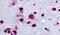 Glycogen Phosphorylase B antibody, PA5-34144, Invitrogen Antibodies, Immunohistochemistry frozen image 