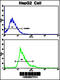 Creatine Kinase, M-Type antibody, 62-637, ProSci, Flow Cytometry image 