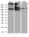 IQ Motif Containing GTPase Activating Protein 1 antibody, M01603-1, Boster Biological Technology, Western Blot image 