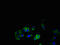 Somatostatin Receptor 4 antibody, LS-C376689, Lifespan Biosciences, Immunofluorescence image 