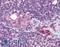 Lysine Demethylase 4A antibody, LS-B5034, Lifespan Biosciences, Immunohistochemistry frozen image 