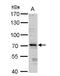 Tripartite Motif Containing 32 antibody, NBP1-33737, Novus Biologicals, Western Blot image 