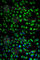 Sperm Adhesion Molecule 1 antibody, A2120, ABclonal Technology, Immunofluorescence image 