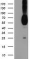 Nectin Cell Adhesion Molecule 1 antibody, LS-C173291, Lifespan Biosciences, Western Blot image 