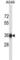 NSF Attachment Protein Beta antibody, abx027911, Abbexa, Western Blot image 