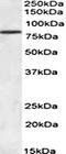 Activating Transcription Factor 6 antibody, orb107677, Biorbyt, Western Blot image 