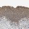 Pannexin 1 antibody, NBP1-92241, Novus Biologicals, Immunohistochemistry frozen image 