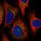 Diphosphoinositol Pentakisphosphate Kinase 2 antibody, HPA037895, Atlas Antibodies, Immunofluorescence image 