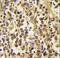 DNA Methyltransferase 3 Alpha antibody, LS-C96546, Lifespan Biosciences, Immunohistochemistry paraffin image 