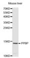Pro-Platelet Basic Protein antibody, abx001572, Abbexa, Western Blot image 