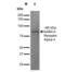 Gamma-Aminobutyric Acid Type A Receptor Alpha4 Subunit antibody, NBP2-59326, Novus Biologicals, Western Blot image 