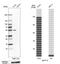 Septin 10 antibody, HPA047860, Atlas Antibodies, Western Blot image 