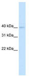 Nudix Hydrolase 9 antibody, TA338789, Origene, Western Blot image 