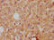 Apolipoprotein A2 antibody, CSB-RA001915A0HU, Cusabio, Immunohistochemistry paraffin image 