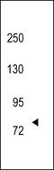 Neurotrophic Receptor Tyrosine Kinase 3 antibody, LS-B10709, Lifespan Biosciences, Western Blot image 