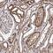 SEC24 Homolog B, COPII Coat Complex Component antibody, PA5-58284, Invitrogen Antibodies, Immunohistochemistry frozen image 