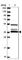 3'(2'), 5'-Bisphosphate Nucleotidase 1 antibody, HPA048461, Atlas Antibodies, Western Blot image 